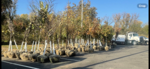 Cherry Hill advances tree planting