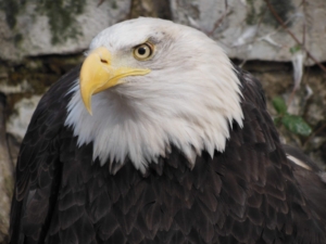 ‘A conservation milestone’