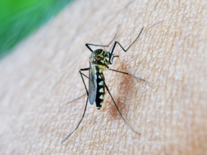 The importance of mosquito control