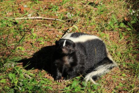 Rabid skunk found in township backyard